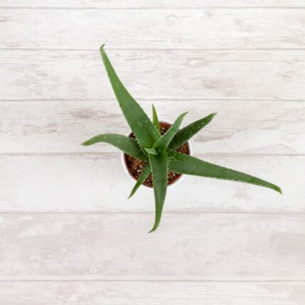 Aloe Vera-plante de interior aloe vera 2