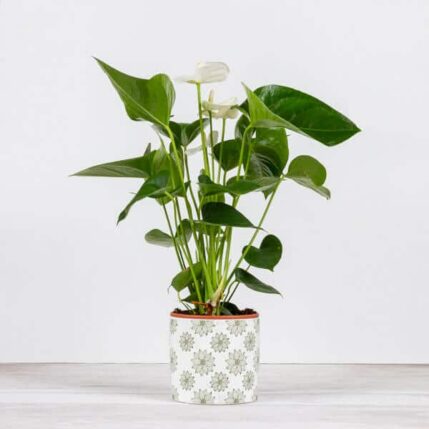 Anthurium-plante de interior anthurium alba